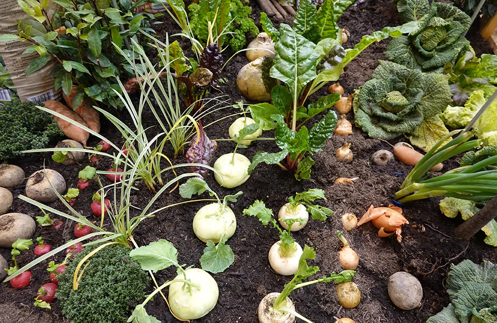 แปลงผักสวนครัว พื้นที่น้อย สร้างรายได้ ได้อย่างไร?