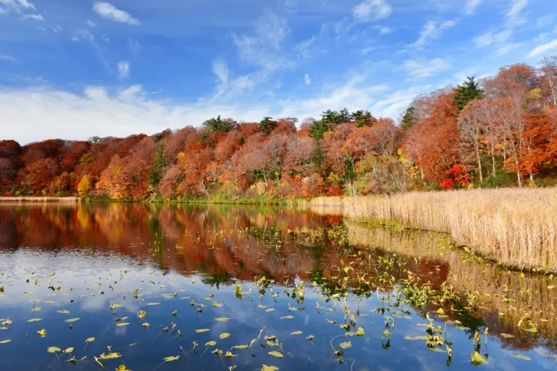 เที่ยวฮอกไกโด ใบไม้เปลี่ยนสี