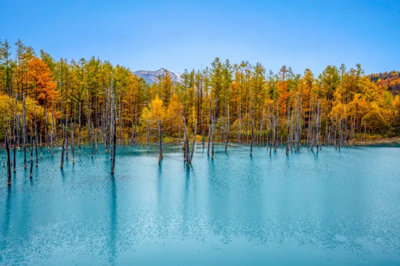 เที่ยวฮอกไกโด ใบไม้เปลี่ยนสี