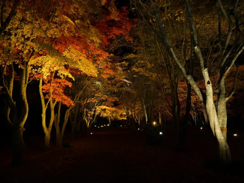 เที่ยวฮอกไกโด ใบไม้เปลี่ยนสี