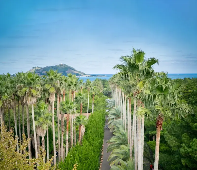 เที่ยวเกาะเชจู